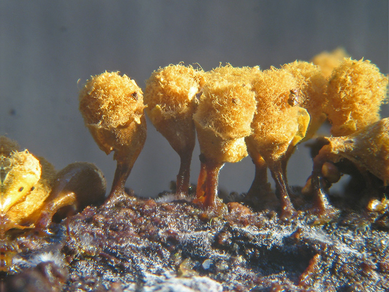 Ma non spariscono mai ?